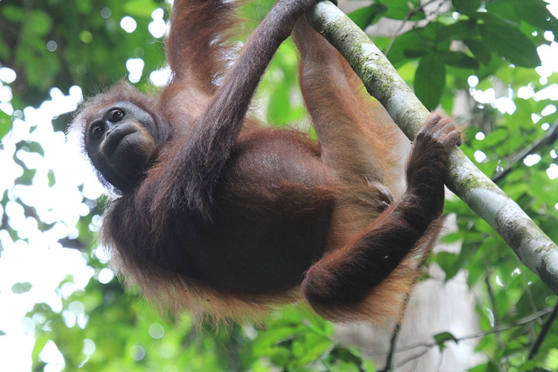 第4回 衝撃的なオランウータンとの出会いと深まる不思議