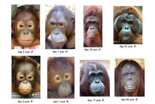 第4回 衝撃的なオランウータンとの出会いと深まる不思議ナショナルジオグラフィック日本版サイト