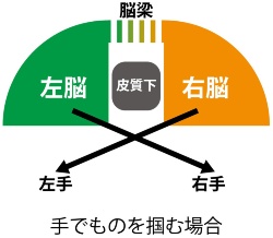 第4回 分離脳 だから分かった感覚のつながりとは ナショナルジオグラフィック日本版サイト