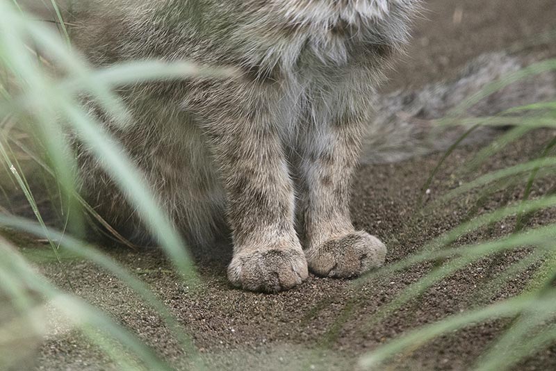 第1回 絶滅危惧種ツシマヤマネコに会ってみた ナショナルジオグラフィック日本版サイト