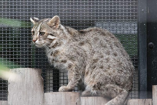第1回 絶滅危惧種ツシマヤマネコに会ってみた ナショナルジオグラフィック日本版サイト 第1回 絶滅危惧種ツシマヤマネコに会ってみた ナショナルジオグラフィック日本版サイト