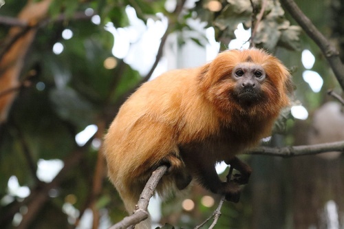 第2回 絶滅危惧種の 野生復帰 とはどんな取り組みなのか ナショナルジオグラフィック日本版サイト 第2回 絶滅危惧種の 野生復帰 とはどんな取り組みなのか ナショナルジオグラフィック日本版サイト