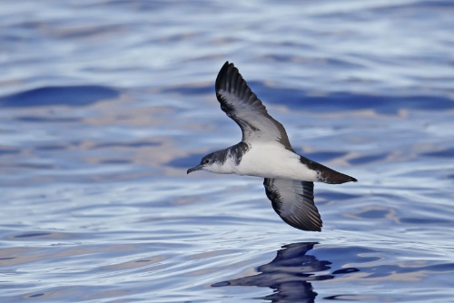 固有種に返り咲いた小笠原の海鳥 ナショナルジオグラフィック日本版サイト