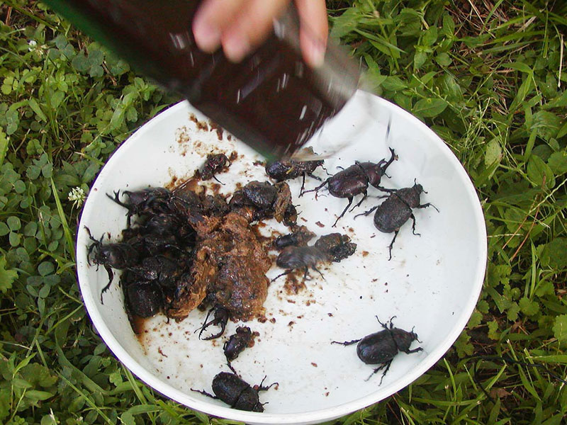 昆虫採集兵器ノムラホイホイ 野村周平 甲虫研究者 ナショナルジオグラフィック日本版サイト
