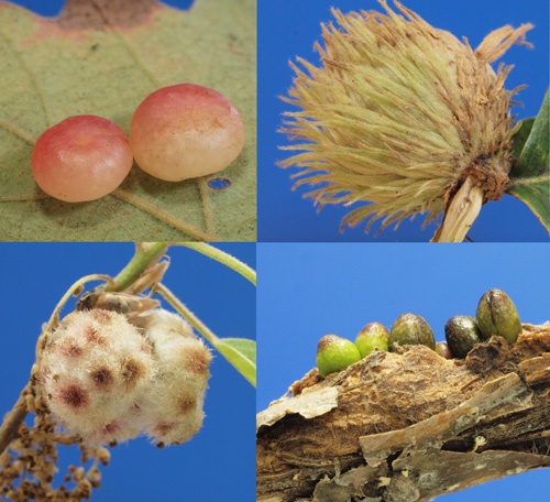 中世のインクと刺さないハチの意外な関係 井手竜也 ハチ研究者 ナショナルジオグラフィック日本版サイト 中世のインクと刺さないハチの意外な関係 井手竜也 ハチ研究者 ナショナルジオグラフィック日本版サイト