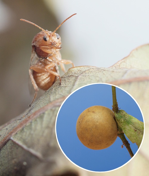 中世のインクと刺さないハチの意外な関係 井手竜也 ハチ研究者 ナショナルジオグラフィック日本版サイト 中世のインクと刺さないハチの意外な関係 井手竜也 ハチ研究者 ナショナルジオグラフィック日本版サイト