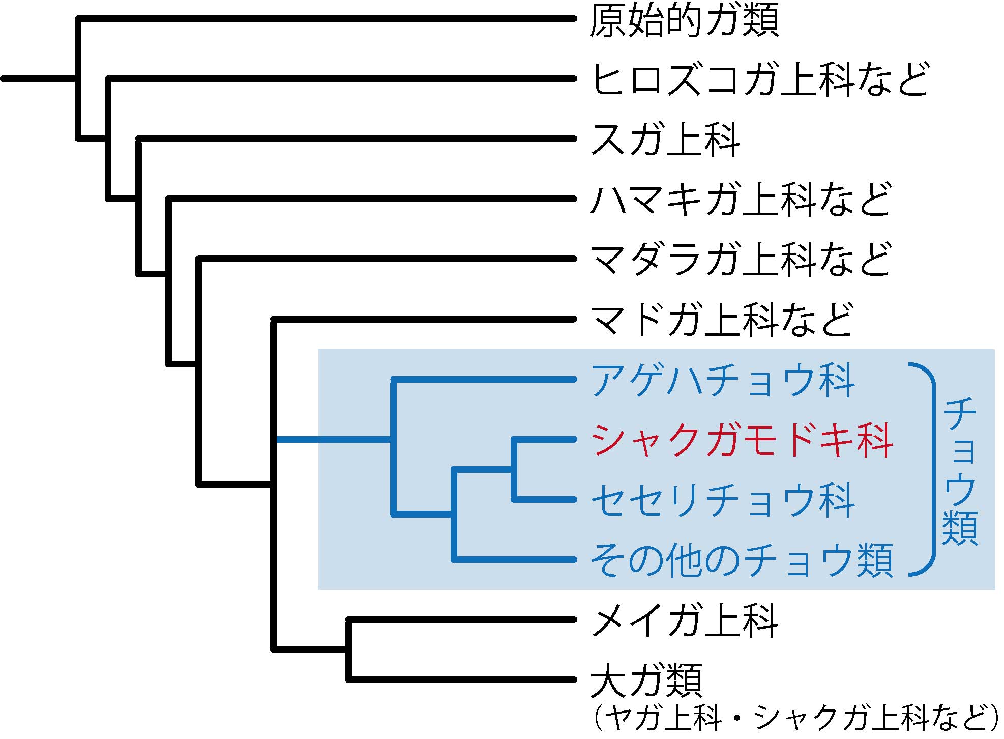 実は奥深いチョウとガの違い（神保宇嗣／チョウ・ガ研究者