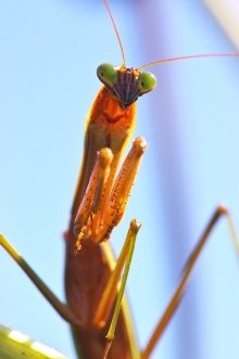 第2回 カマキリは人生の師匠 ナショナルジオグラフィック日本版サイト