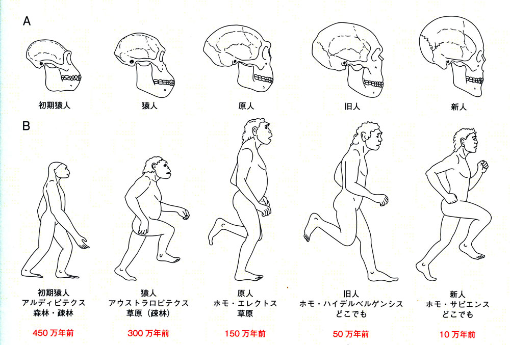 第1回 馬場悠男 人類学 骨から探る人類史 思いやりの心を未来の子孫に向ける 提言編 ナショナル ジオグラフィック日本版サイト 第1回 馬場悠男 人類学 骨から探る人類史 思いやりの心を未来の子孫に向ける 提言編 ナショナル ジオグラフィック日本版サイト