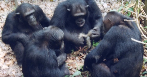 第2回 山極壽一 霊長類学 サル ゴリラ研究から現代社会を考える 提言編 ナショナルジオグラフィック日本版サイト 第2回 山極壽一 霊長類学 サル ゴリラ研究から現代社会を考える 提言編 ナショナルジオグラフィック日本版サイト