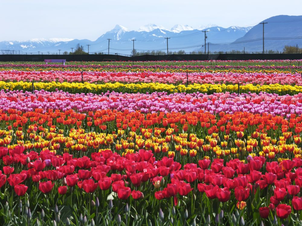 視界いっぱい満開の花 ──バンクーバー | ナショナル ジオグラフィック日本版サイト