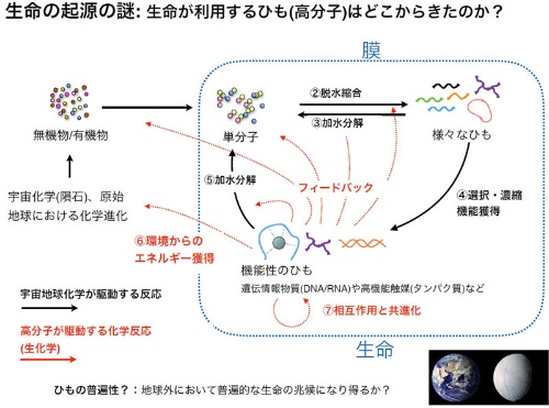 第2回 生命は 2つの紐 から始まった ナショナルジオグラフィック日本版サイト