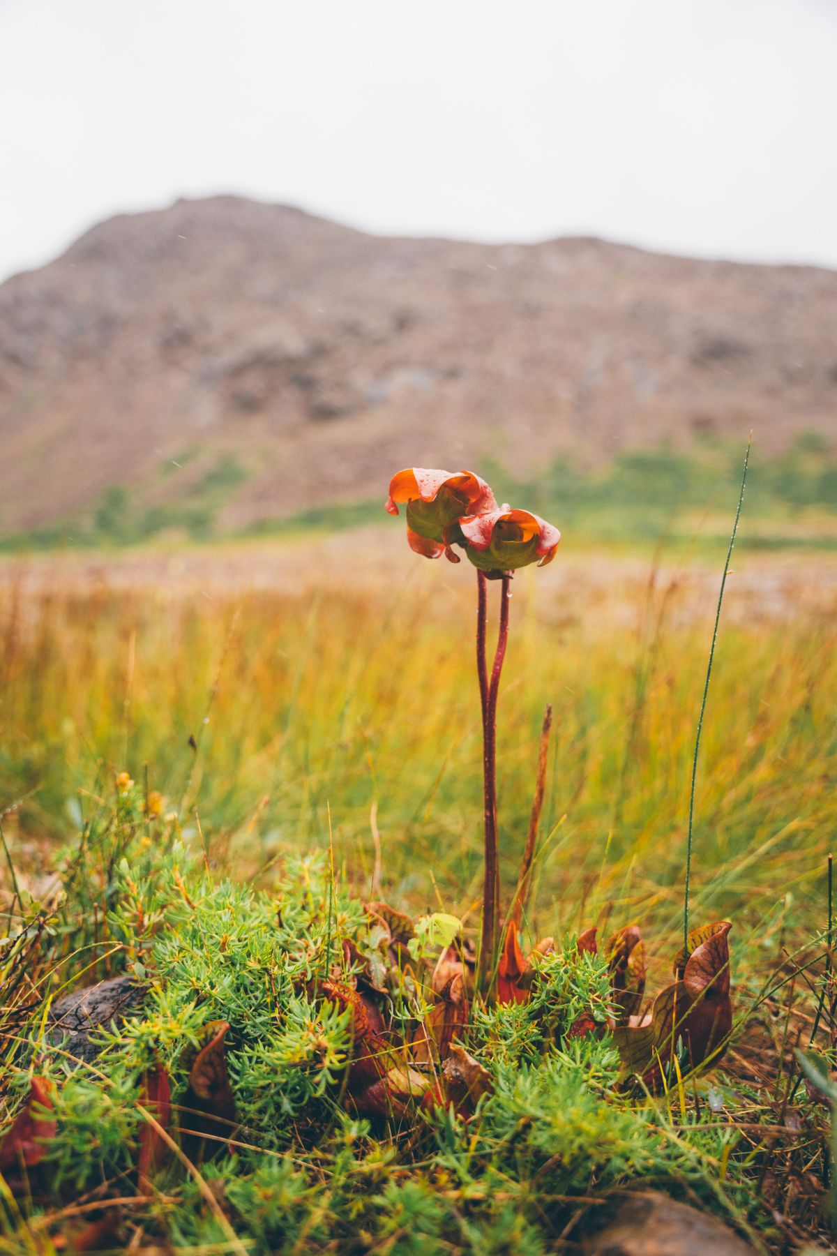 第8回 いよいよニューファンドランド島へ！ グロス・モーン国立公園