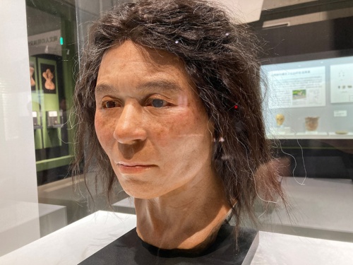 船泊23号の復顔像。目が茶色くて顔色が濃いめだったことは<u><a href="/atcl/web/19/042300056/042300001/?P=3" target="_blank">前回</a></u>紹介したが、酒の強さや現代のどのアジア人と近縁なのかなども判明した。国立科学博物館の特別展「古代DNA―日本人のきた道―」の展示より。(撮影:編集部)