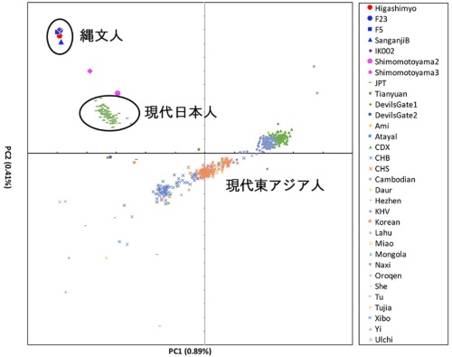 縄文人、現代日本人、古代東アジア人、現代東アジア人などのゲノムの比較。ほかと比べると縄文人のばらつきが少ないことがわかる。小さくてわかりにくいが、Tianyuan、DevilsGate1、DevilsGate2が古代東アジア人で、現代日本人と現代東アジア人の間でばらばらに位置している。ちなみにピンク色は弥生人で、やはり縄文人より離れている。<a href="https://doi.org/10.1537/ase.2012132" target="_blank">Anthropological Science Vol. 129 (1), 13-22, 2021</a>の図を一部編集部で改変。(画像提供:神澤秀明)