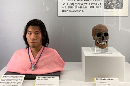 青谷上寺地(あおやかみじち)遺跡で発掘された弥生人の人骨と復顔像。国立科学博物館の特別展「古代DNA―日本人のきた道―」の展示より。(撮影:編集部)