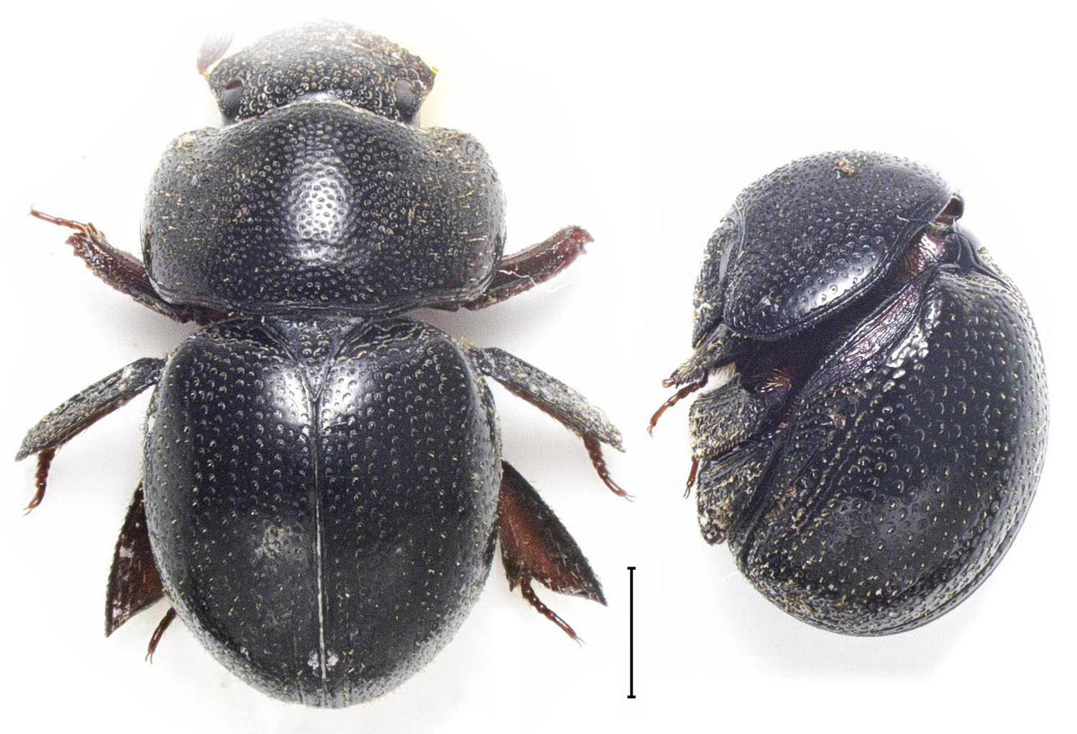 テントウムシのようなマンマルコガネ 異形、微小…ほんとうにマニアックな甲虫の世界（野村周平／甲虫研究者