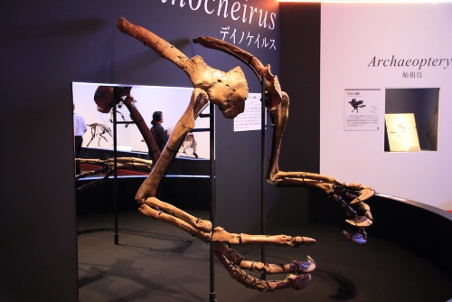 デイノケイルスの前あし(展示は複製)「恐竜博2019」より。