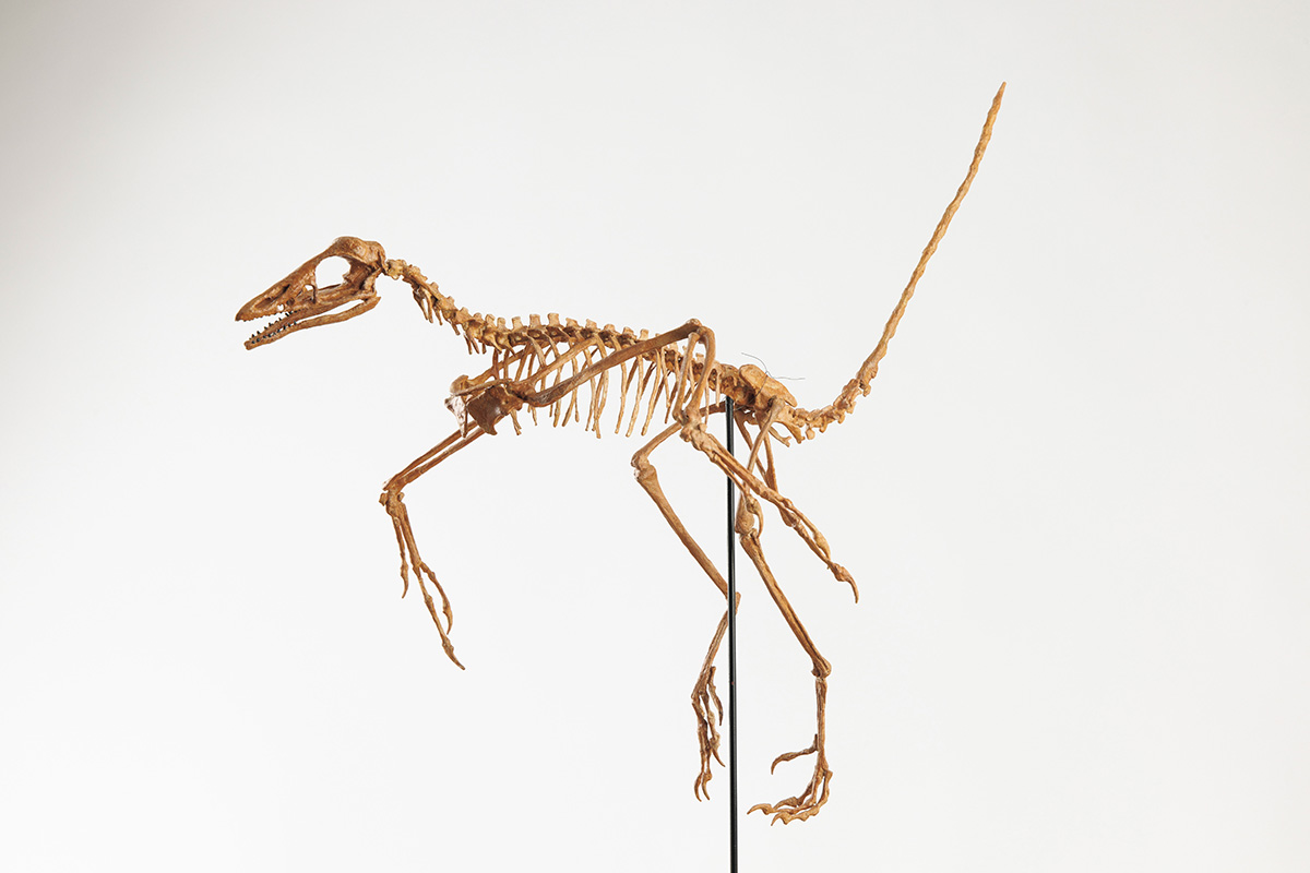 鳥が恐竜の一部なら、どこからを鳥と呼べば良いのか（對比地孝亘／古