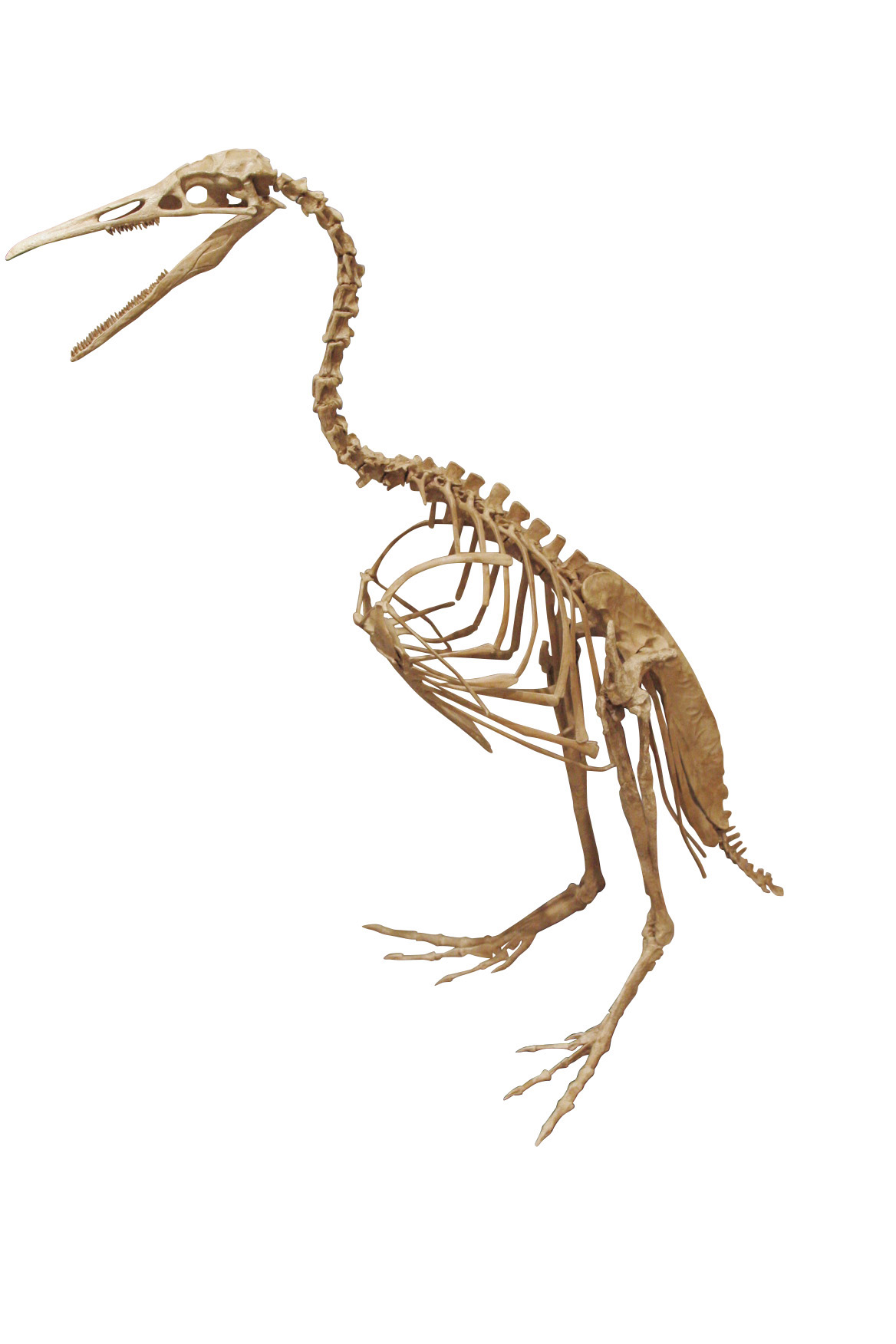 鳥が恐竜の一部なら、どこからを鳥と呼べば良いのか（對比地孝亘／古