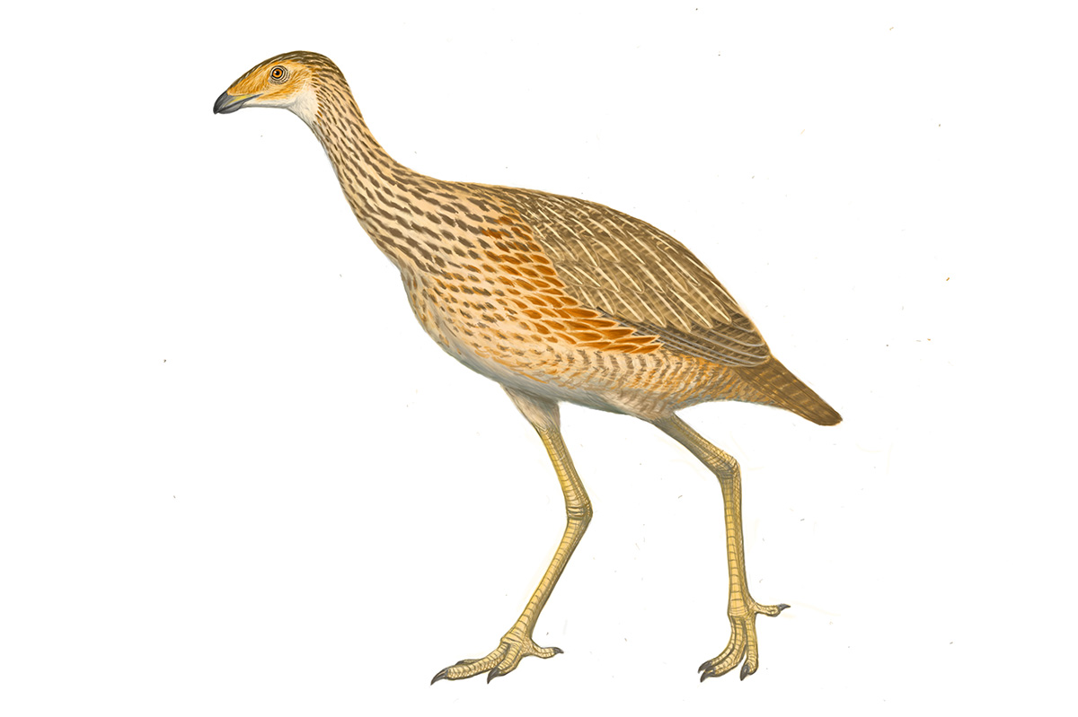 アステリオルニス。白亜紀末期の地層から発見されたキジカモ類で、現生鳥類の化石としては最古のもの。（復元画作画：工藤晃司）