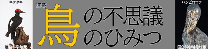 恐竜と鳥の進化について詳しくわかってくると、どこから鳥類と呼べば良いのか? という疑問が湧いてくる。実際にこれは私自身が講演などをするとかなりの頻度で質問されることなので、ここで考えてみたい。