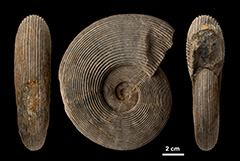 ギャラリー：巨大な巻き貝ダイオウイトマキボラ 写真5点 | ナショナル