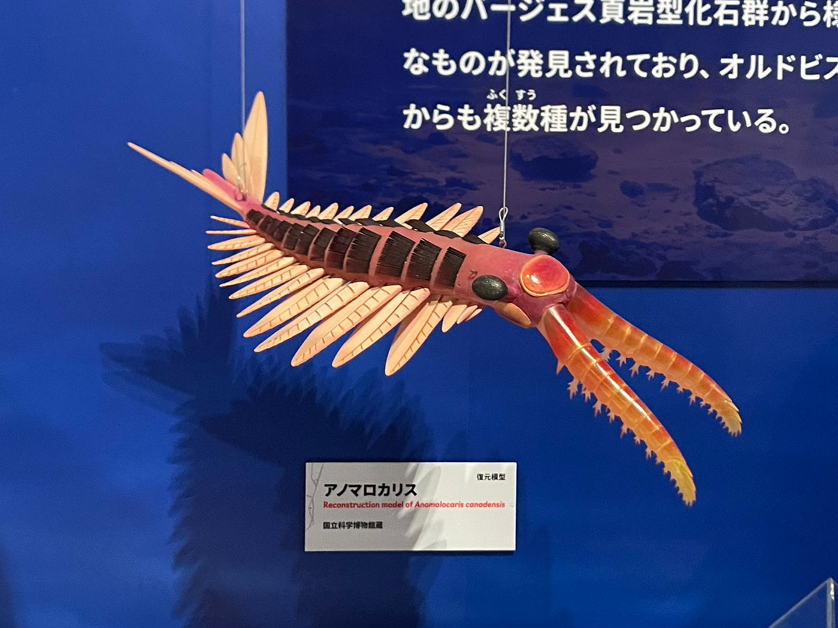 古生代の奇妙な生物の化石が続々、驚きの国モロッコ（三上智之／古生物