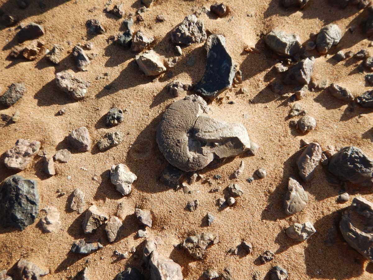 古生代の奇妙な生物の化石が続々、驚きの国モロッコ（三上智之／古生物