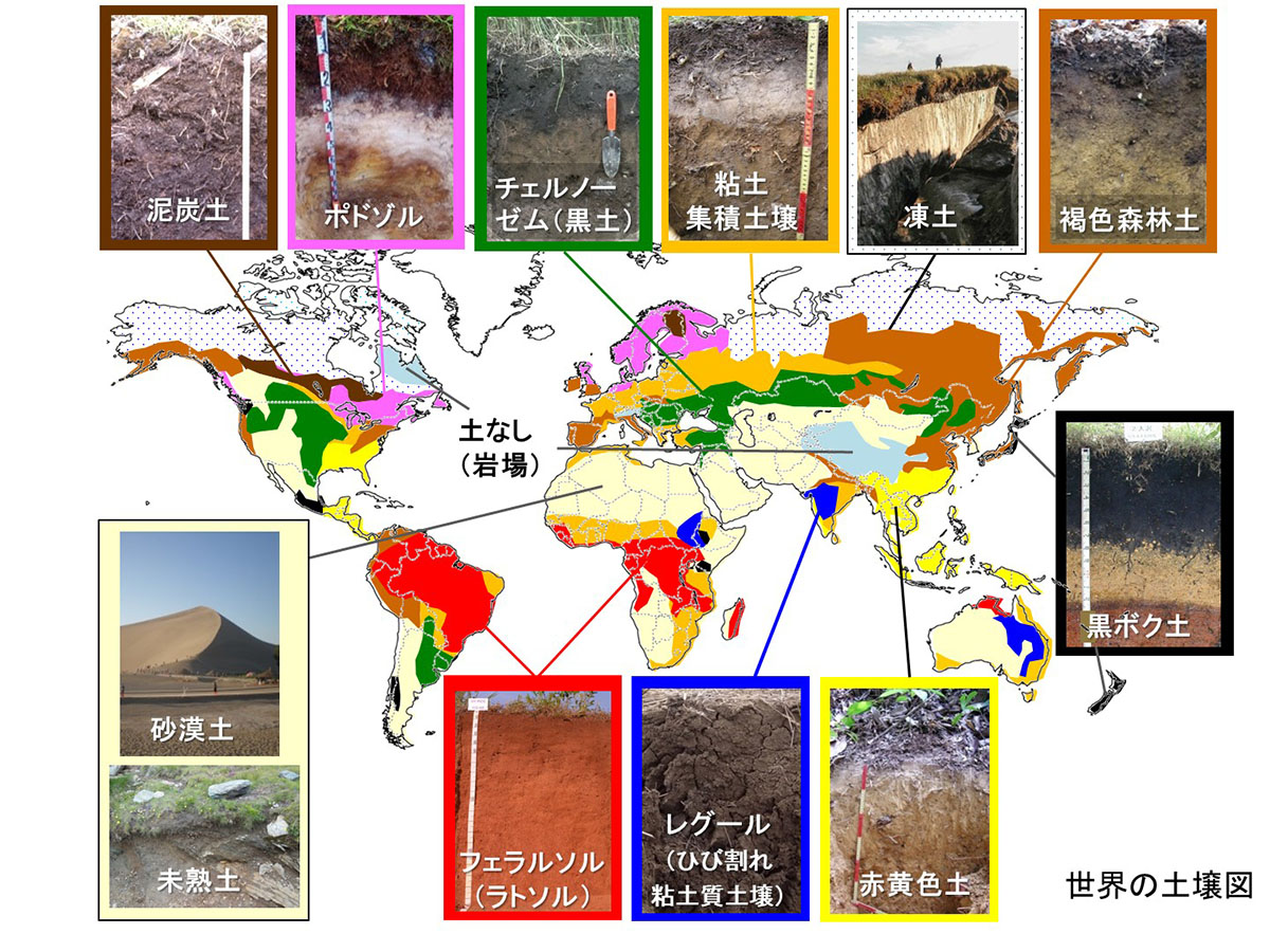 世界の土壌図。（画像提供：藤井一至）