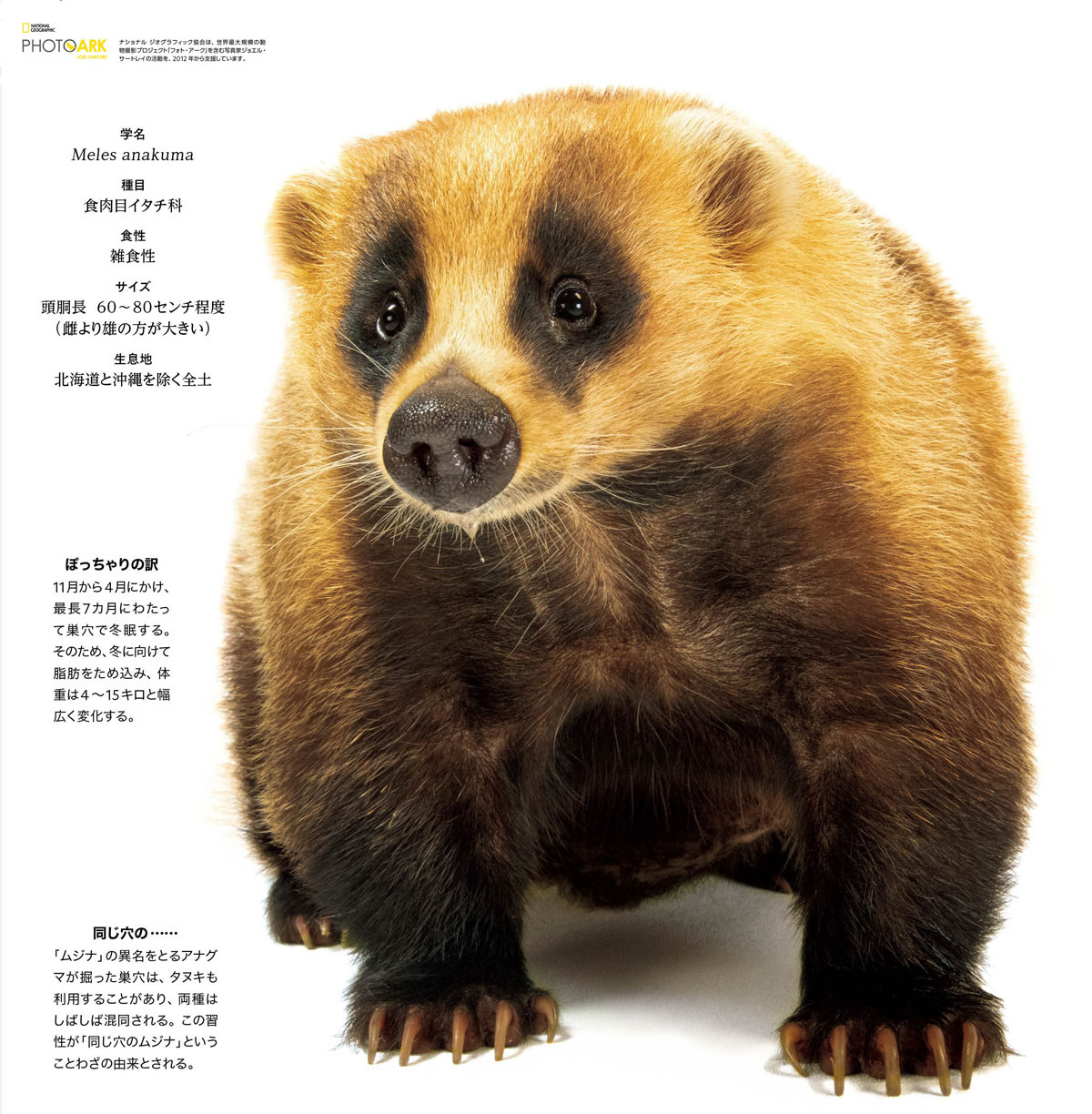 【アナグマ】穴熊の剥製 s-2019092116554055211.jpg