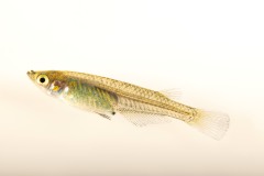 奇妙な深海生物スケーリーフットが絶滅危惧種に | ナショナル