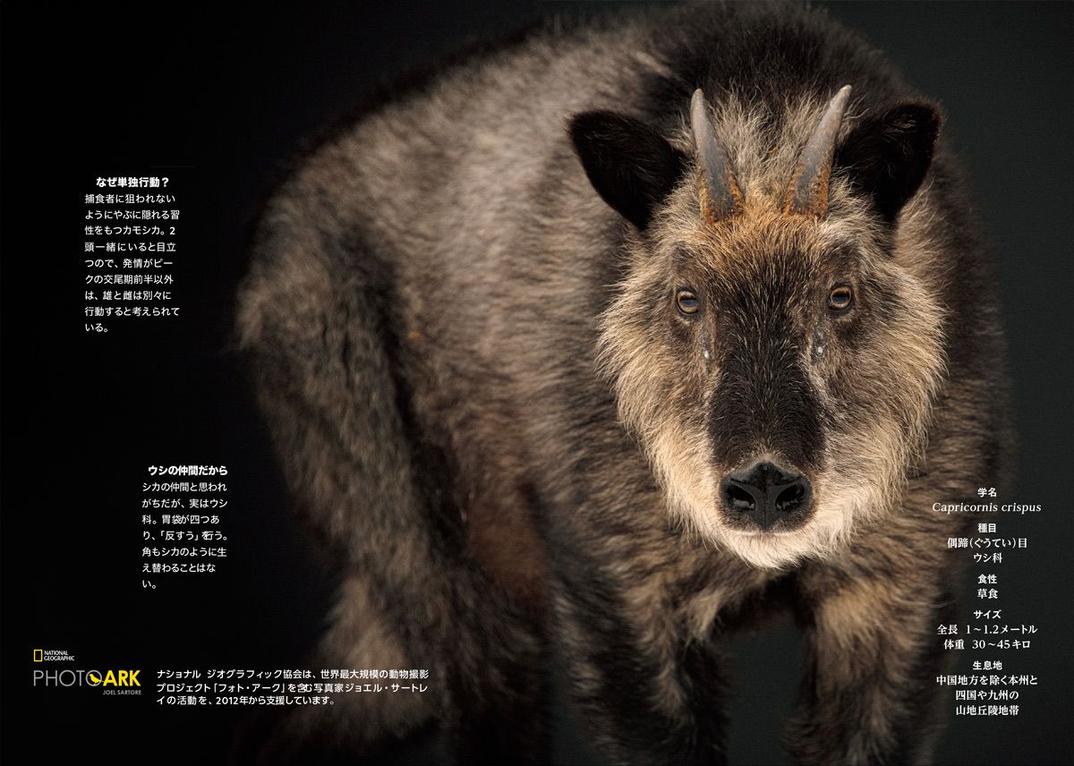 雌もアピール！？ カモシカの繁殖事情 | ナショナル ジオグラフィック