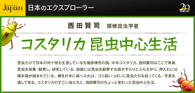 カマを持ったアリのようなハチ、珍しいカマバチを探してみると、擬態する昆虫たちが次々とあらわれた!