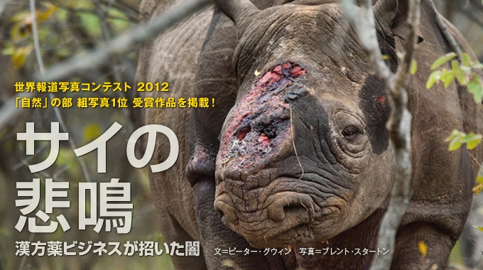 アフリカ南部で横行するサイの密猟。アジア向けの漢方薬ビジネスの闇を取材した。