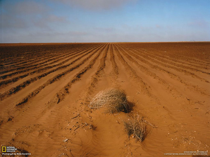干ばつで使えない綿畑 （米国テキサス州）
