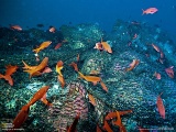 底引き網に覆われて被害を受けたサンゴ （メキシコ　カリフォルニア湾）