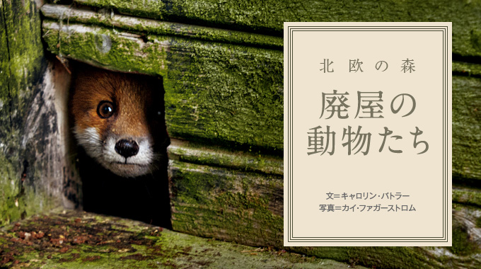 北欧 廃屋の動物たち ナショナルジオグラフィック日本版サイト