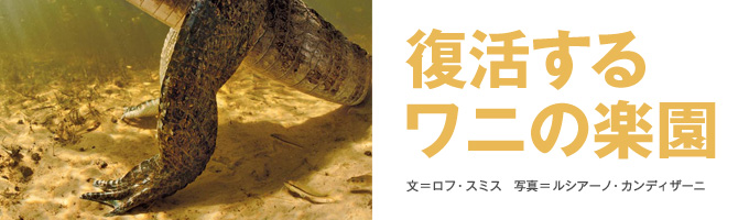 復活するワニの楽園