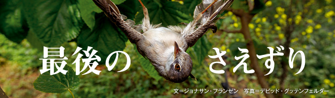 渡り鳥　最後のさえずり