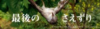 渡り鳥 最後のさえずり