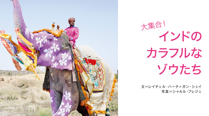 ②インド シルク ハンドペイント 象 (大集合!インドのカラフル ②インド シルク ハンドペイント 象 (大集合!インドのカラフル
