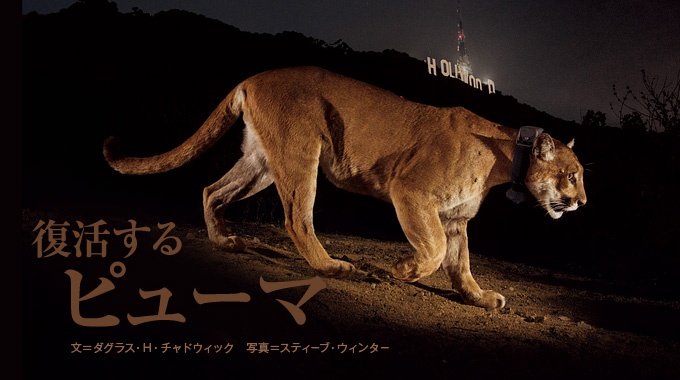 復活するピューマ ナショナル ジオグラフィック日本版サイト 復活するピューマ ナショナル ジオグラフィック日本版サイト