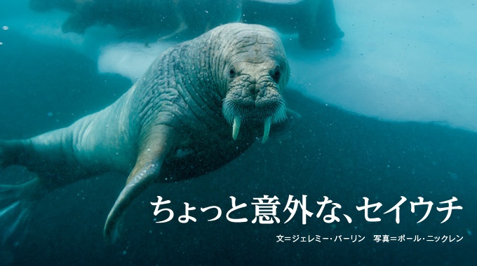ちょっと意外な セイウチ ナショナルジオグラフィック日本版サイト