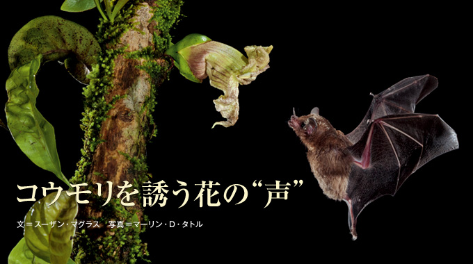 コウモリを誘う花の 声 ナショナルジオグラフィック日本版サイト