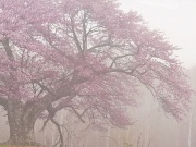 壁紙一覧 ナショナルジオグラフィック日本版サイト 壁紙一覧 ナショナルジオグラフィック日本版サイト