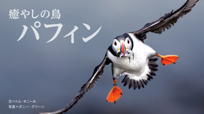 癒やしの鳥 パフィン ナショナルジオグラフィック日本版サイト