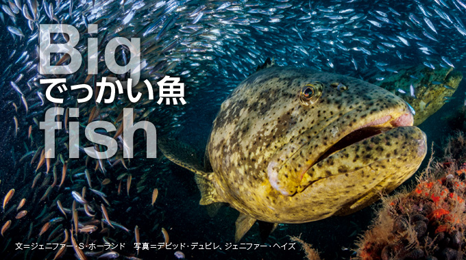 フロリダ沖のでっかい魚 ナショナルジオグラフィック日本版サイト