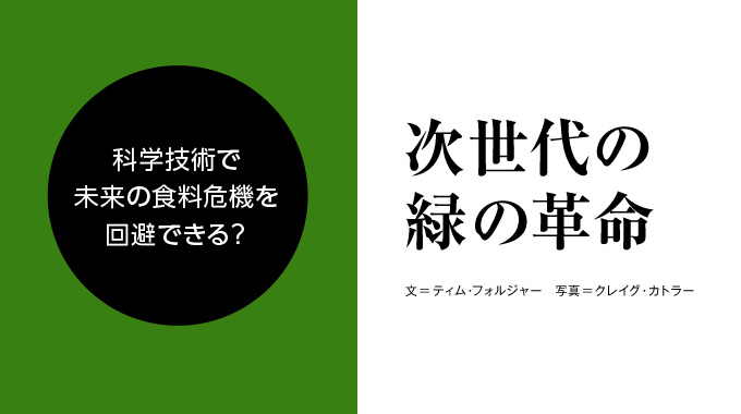 食味最高峰ゴールデン種 キャッサバ◇枝だけなら200本?◇根っ子