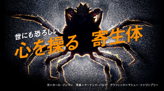 世にも恐ろしい 心を操る寄生体 | ナショナル ジオグラフィック日本版